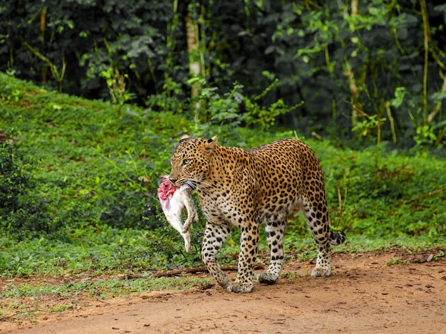 Foto leopard panthera pardus kotiya con la preda sta camminando lungo una strada forestale sri lanka yala national park