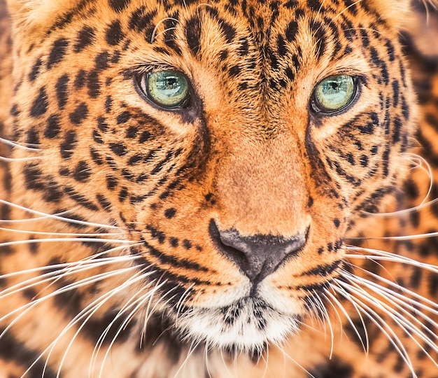 ヒョウ（Panthera pardus）