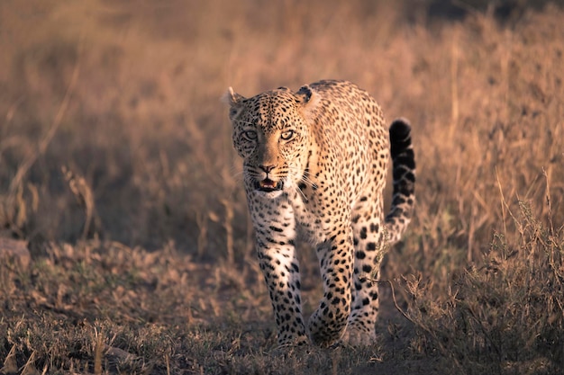 Леопард Panthera pardus