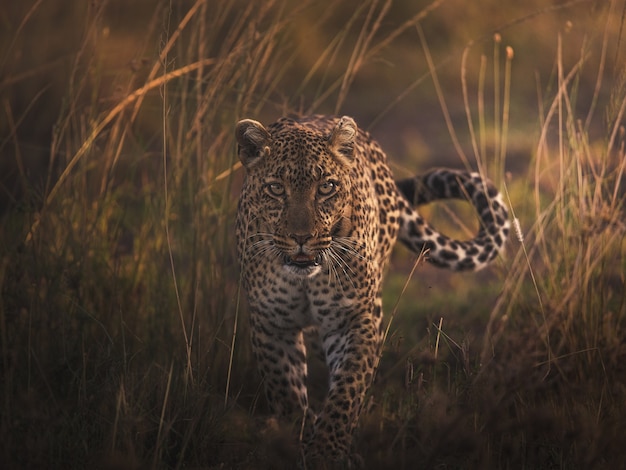 Леопард Panthera pardus