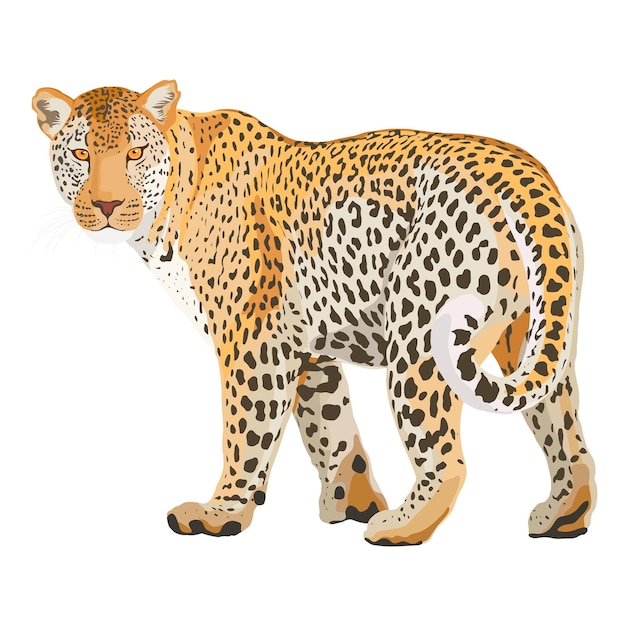 レオパード PNG イラスト スティッカー サファリ 野生の動物 透明な背景