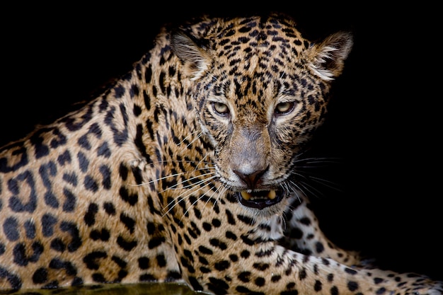 Isolato del ritratto del leopardo su fondo nero