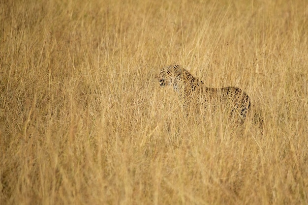 leopard in a savanna area with very tall grass at first light in the Masai Mara