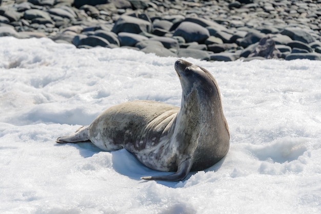 Leopard seal on beach with snow in Antarctica
