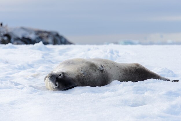 Leopard seal on beach with snow in Antarctica