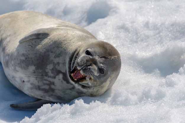 Leopard seal on beach with snow in antarctica