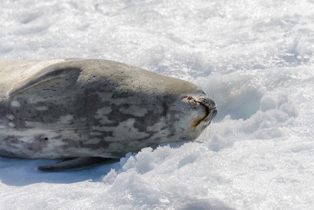 Leopard seal on beach with snow in Antarctica