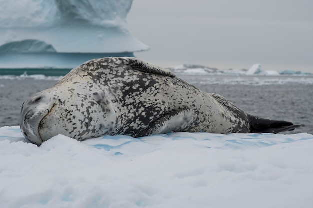 Leopard seal on ice flow in Antarctica