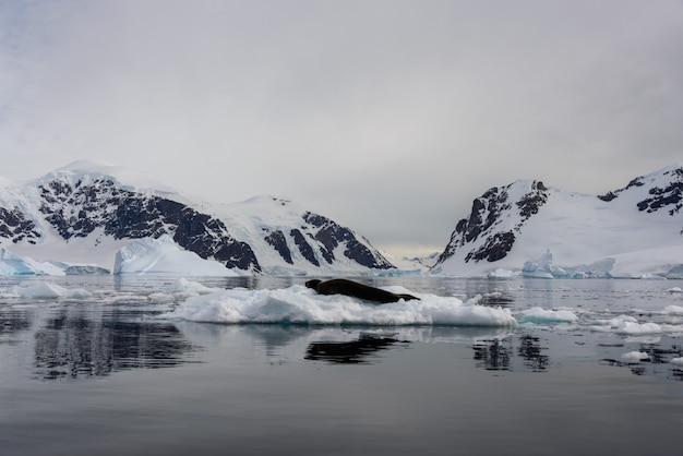 Leopard seal on ice