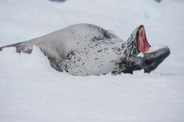 남극의 얼음 위에서 쉬고 있는 표범 바다표범