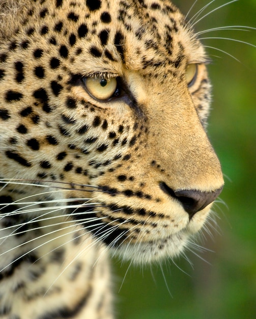 Foto leopardo nella riserva nazionale del serengeti