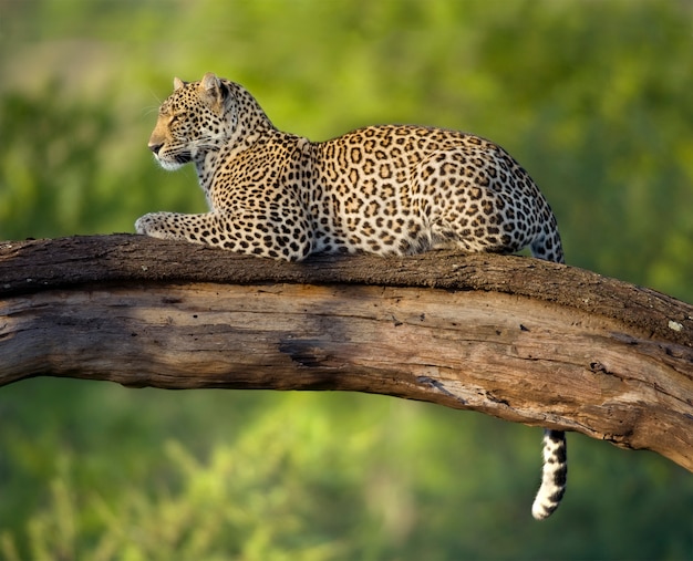 Leopard in the serengeti national reserve