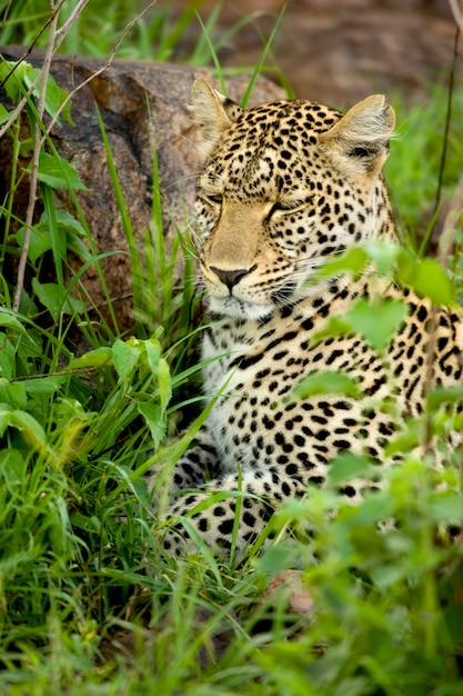 Leopard in the serengeti national reserve