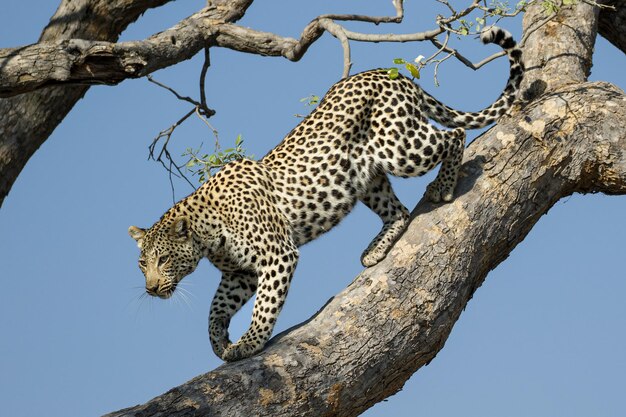 Leopard shying away in the national park