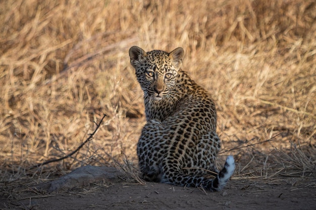 陸上に座っているヒョウ