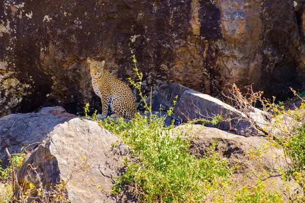 写真 タンザニアのセレンゲティの岩の上に座っているヒョウ