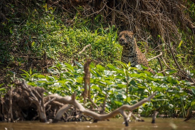 写真 野原に座っているヒョウ