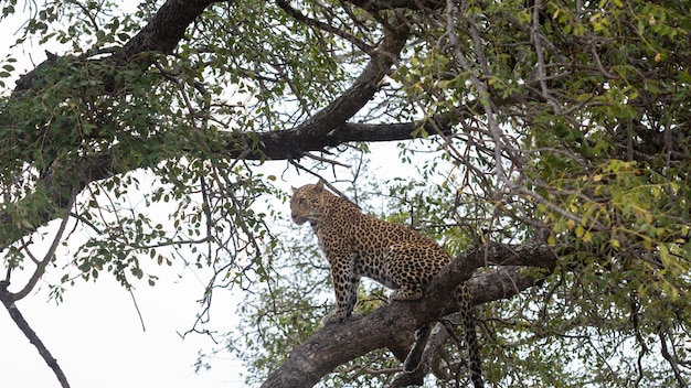 Leopard sitting one the branch of a tree in profile