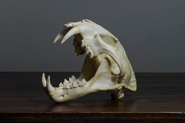 Photo leopard skull