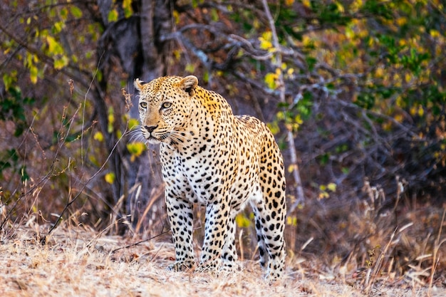 Foto leopardo in piedi su un campo erboso in foresta