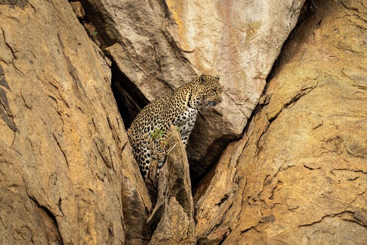 Photo leopard stands by cave mouth looking right