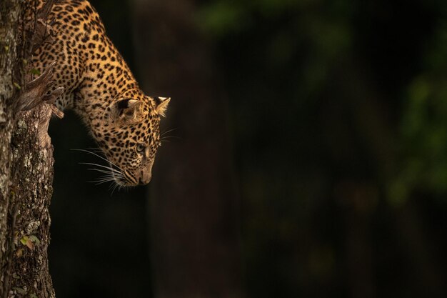 Leopard stares out from lichen-covered tree stump