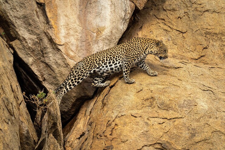 Photo leopard stretches to cross gap in rocks