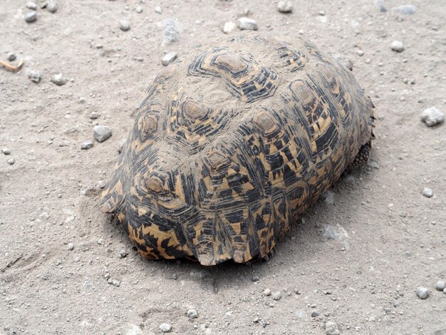 Photo leopard tortoise in carapax wildlife in africa safari