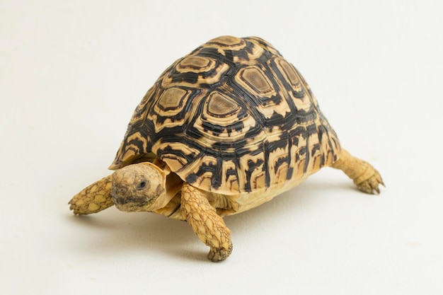 Leopard Tortoise Geochelone pardalis isolated on white background