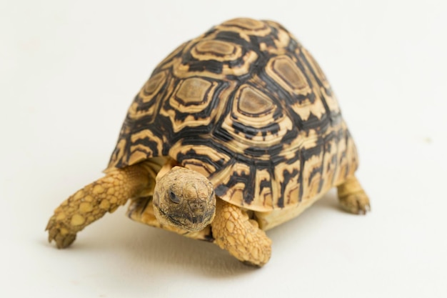 Leopard Tortoise Geochelone pardalis isolated on white background