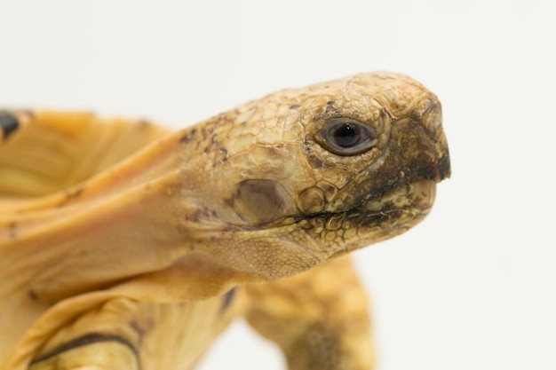 Leopard Tortoise Geochelone pardalis isolated on white background