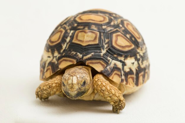 Leopard Tortoise Geochelone pardalis isolated on white background