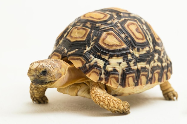 Leopard Tortoise Geochelone pardalis isolated on white background