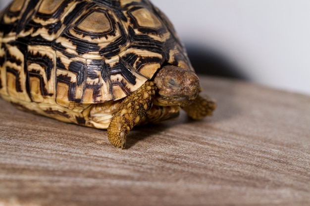 Photo leopard tortoise