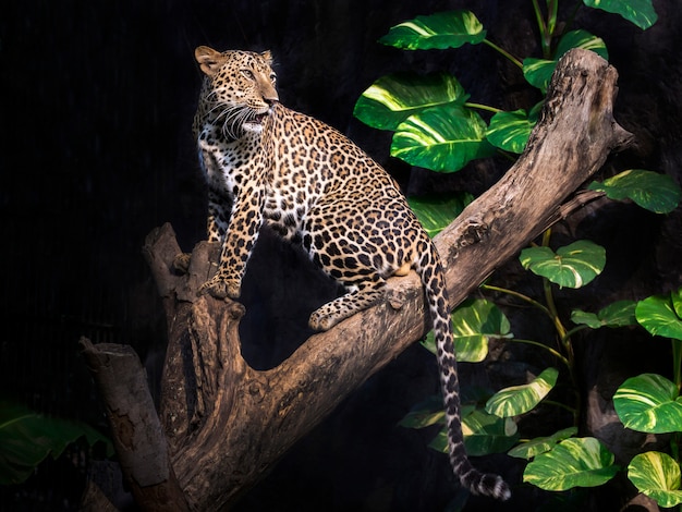 Leopard on a tree in a forest
