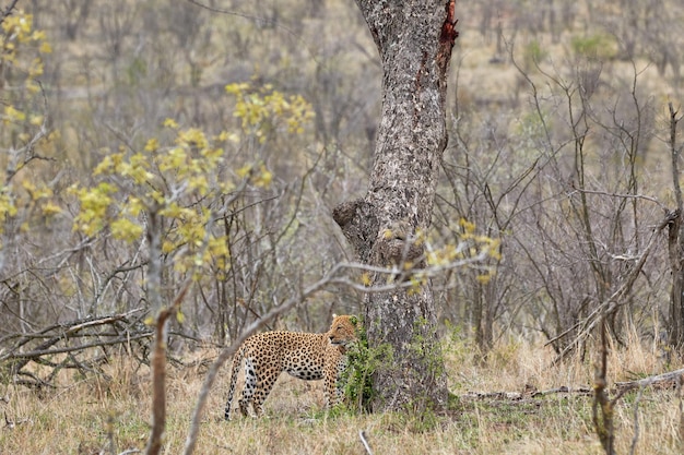 クルーガーの木のそばのヒョウ