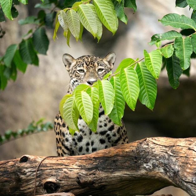 Leopard on the tree