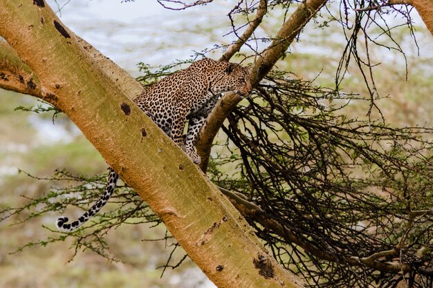 Leopard wachten prooi. Hinderlaag. Nakuru. Kenia