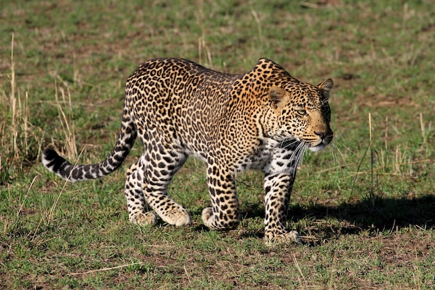 草の中を歩くヒョウ