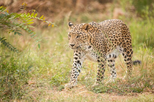 草原を歩くヒョウ