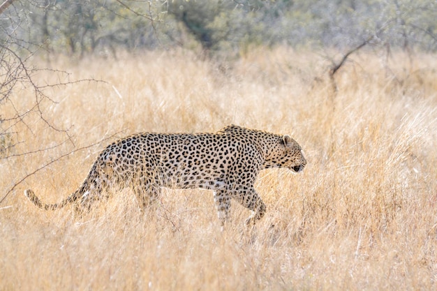陸上を歩くヒョウ