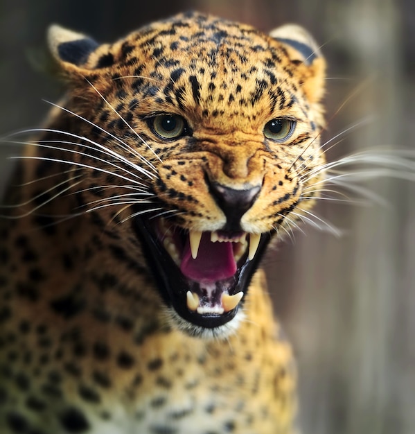 スリランカの島の野生のヒョウ