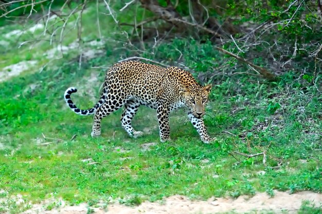 Leopard in the wild on the island of Sri Lanka