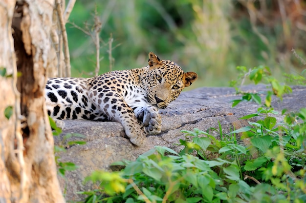 Leopard in the wild on the island of Sri Lanka