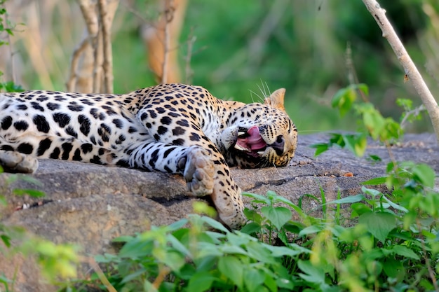 スリランカの島の野生のヒョウ