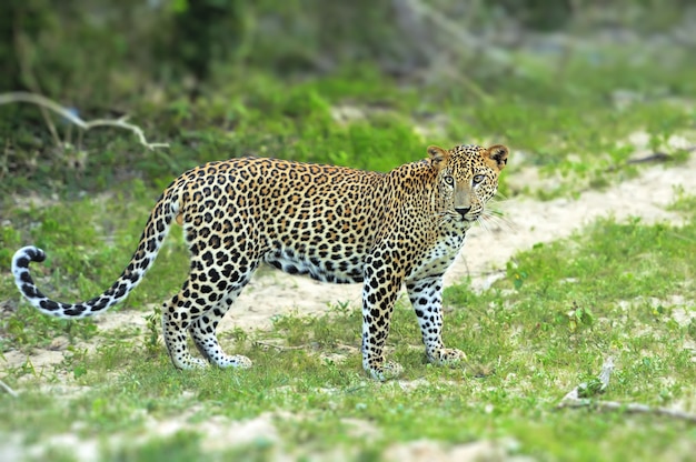 スリランカの島の野生のヒョウ