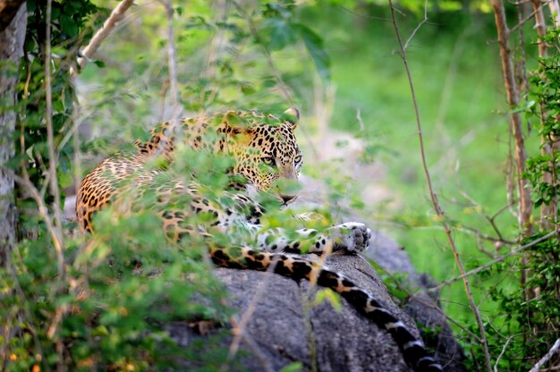 Leopard in the wild on the island of Sri Lanka