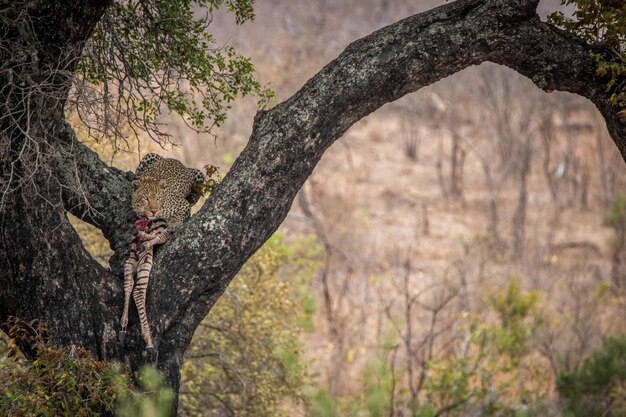 Foto leopardo con animale morto seduto sul tronco di un albero