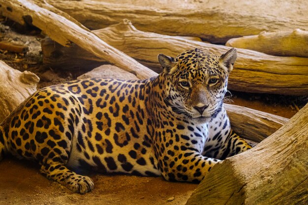 Leopard with morning sunset Sit on the floor Space for font