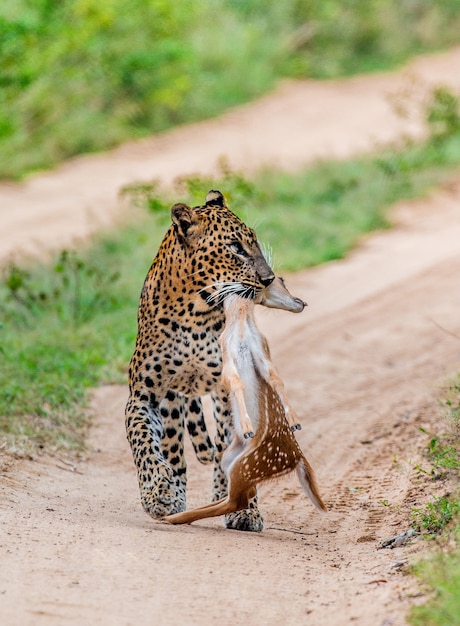 Leopard with prey is walking along a forest road